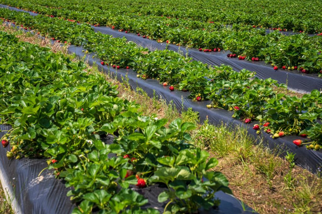 Vibrant rows of strawberries growing in a sunlit field, showcasing agricultural abundance.