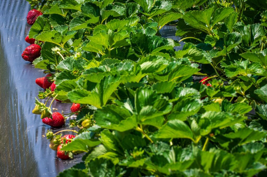 Vibrant ripe strawberries in a lush green field under sunlight.