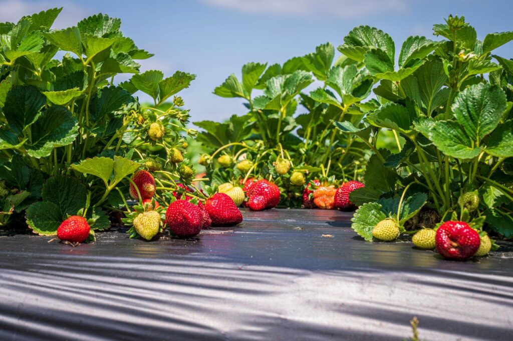 Close-up of ripe and unripe strawberries growing on a sunny farm day.