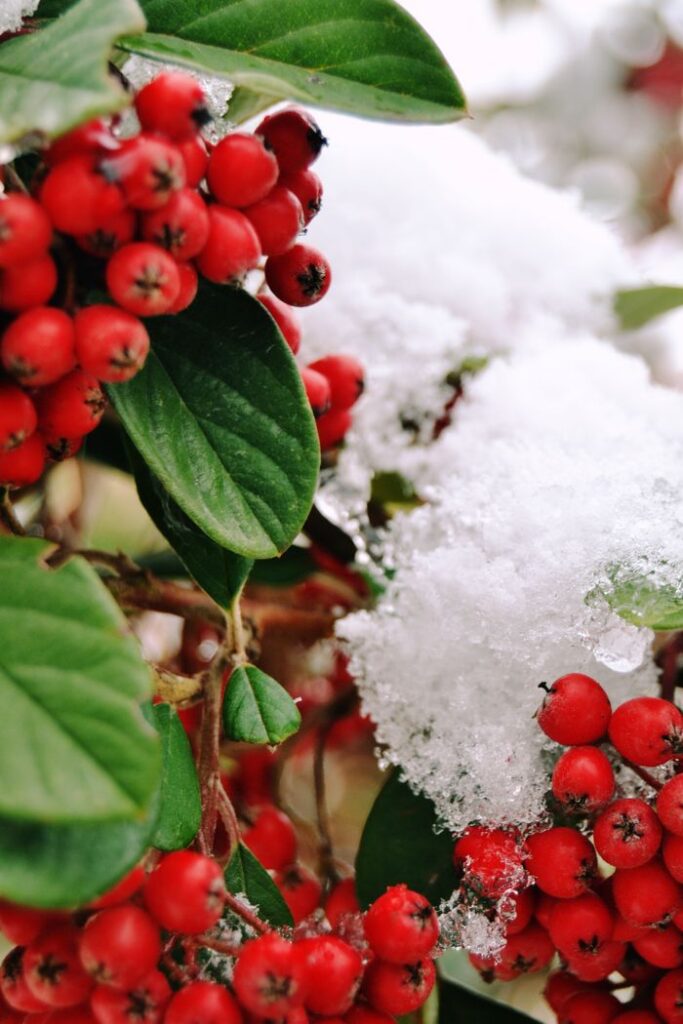 A close-up of red berries with green leaves covered in winter snow.